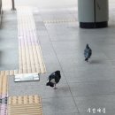 평화 이미지