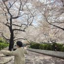 삼익비치B상가시장 | [부산 벚꽃 명소] 삼익비치 벚꽃놀이와 광안리 빵지순례, 내돈내산 설레는 봄의 시작!