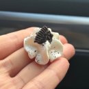 오늘 디저트 | 전주이색디저트 오늘머랭 후기!