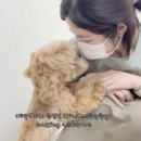 마릴린펫 이미지