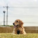 Petshill (펫츠힐) 이미지