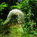 들녁의 하얀집 이미지