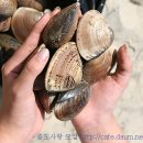 백합 Daum카페