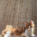 런던동물병원 이미지