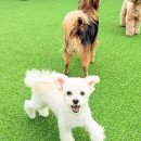 놀러오개 네이버블로그