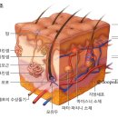 숲칼프 장안동점