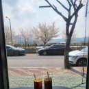 포항 효자동 벚꽃 뷰 카페 소디스에스프레소바 방문 후기