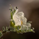 아침이슬