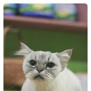 루시펫살롱 이미지