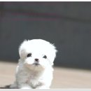 유어펫 강아지분양 고양이분양 본점 이미지