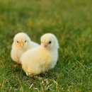 다원스마트팜 이미지