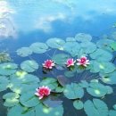 연꽃펜션 이미지