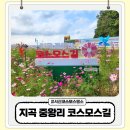 코스모스길 | 서산 코스모스 명소 지곡 중왕리 코스모스길 백일홍 개화 상황 아이랑 방문 후기