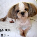 뽀미랑 이미지