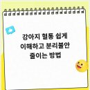 멍샵 강아지분양 인천본점 | 멍샵 강아지분양 인천본점에서 느낀 반려견 준비 여정