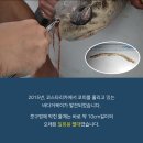 거북 이미지