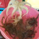 쭈꾸미 마을 이미지