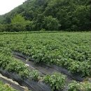 등너머농장 이미지