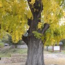 임고서원의 은행나무 이미지