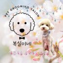 복실이네 애견 이미지