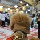 캣 미용실 이미지