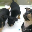 치포독 이미지
