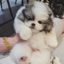 탑클래스 펫 부천점 이미지