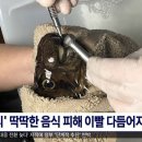 미소복어 이미지