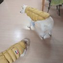 퍼피갤러리 강아지 옷 사이즈별 후기, 강아지 겨울옷 추천.