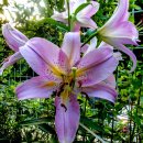 울산들꽃학습원 이미지