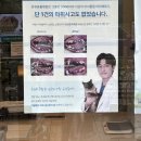 스마일플러스동물병원 | 노견 스케일링 ‘ 온유동물병원 수원 ‘ 내돈내산 후기 (비용, 마취 등) ꒰ᐢ. .ᐢ꒱