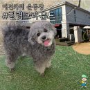 커피베이 파주상지석동점 | 파주 애견카페 강아지들의 낙원 '힐링그라운드' 내돈내산 솔직 후기