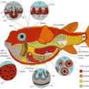 복어 성체의 tetrodotoxin(TTX)의 분포와 농도 이미지