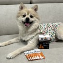 6-271 TS | 반려동물 입냄새/배변 냄새 줄여준다고 해서 써본 애니펫워터 솔직 후기!