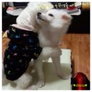 금동이PC 이미지