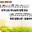 푸른감람나무 이미지