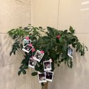 이편한치과의원 이미지