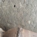 와동카센타 이미지