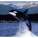 범고래PC 이미지