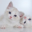 아이러브 동물병원 이미지