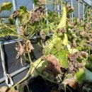 인심이네 이미지