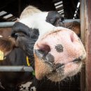 황소목장 이미지