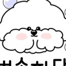 101 애견미용 이미지