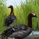질랜디아 | [고생물] '옛 어미 거위Old Mother Goose' 화석이 뉴질랜드 1400만 년 역사의 기존 통념에 도전하다