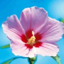 TAEGEUKGI & MUGUNGHWA 이미지