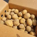 더팜코리아 | 감자파종시기,감자심기