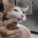 이치덴탈 | 고양이 치약추천 캣디피 텐스 스프레이치약