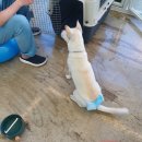 하늘켄넬 이미지