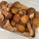 법이네 야채가게 | 맛있는 참송이버섯 황룡참송이 먹는법 구이 야채찜 요리