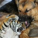 호랑이 PC 이미지